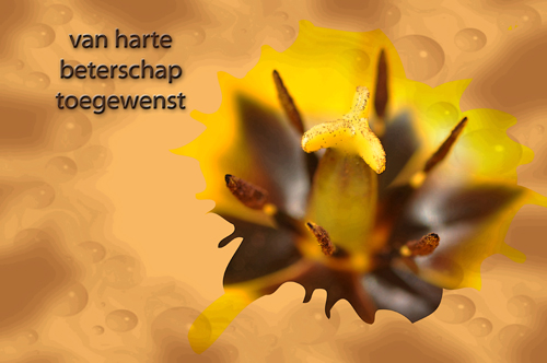 Klik voor een vergroting!